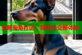 全新海角社区：探索社交新体验